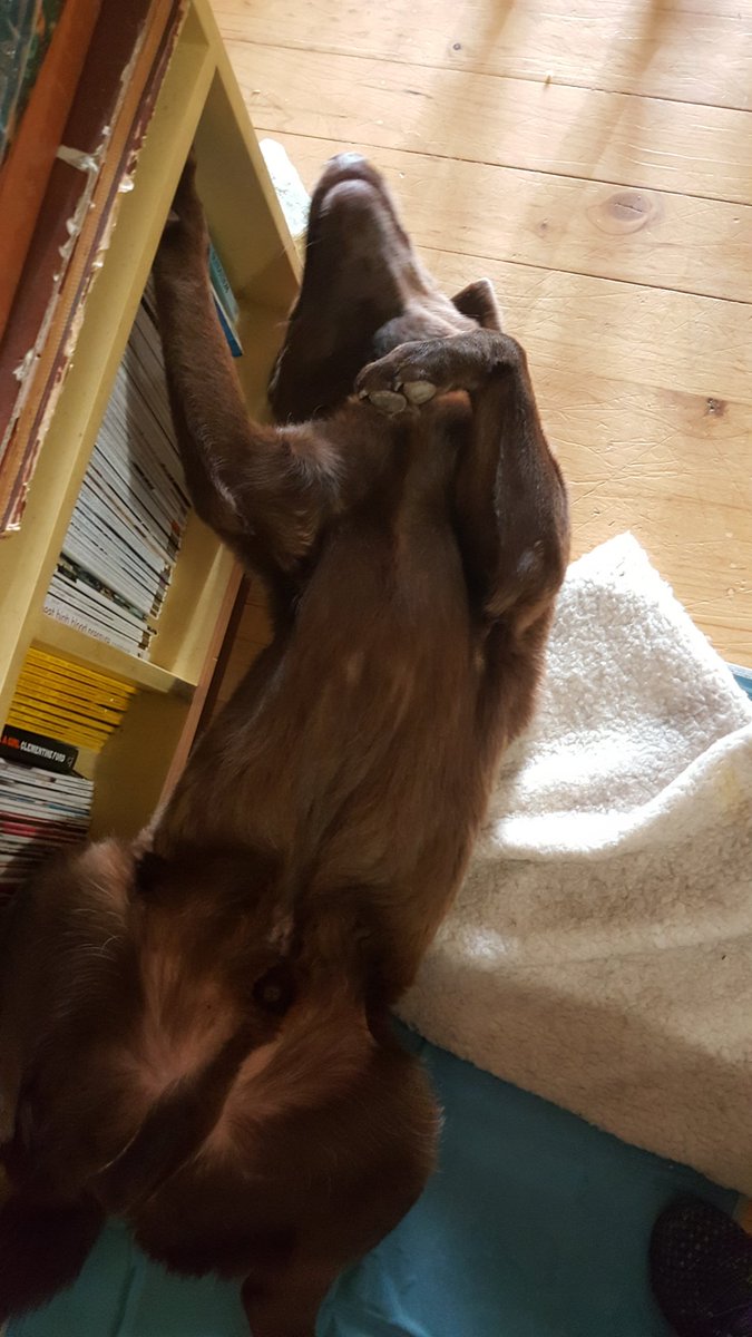 TwoDogHowl's tweet image. It's a dog's life...#NationalDogDay 🐾💕