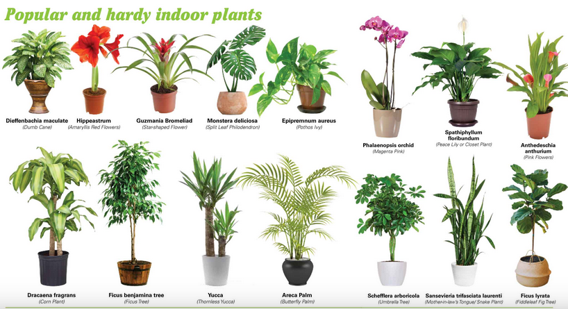 VaporTrac on Indoor plants produces most oxygen? #AirQualityAwareness #IAQ #SickBuildingSyndrome #humanhealth #Health #HealthyLiving #Safety #AirQuality https://t.co/3XTvrTz9rl" / Twitter