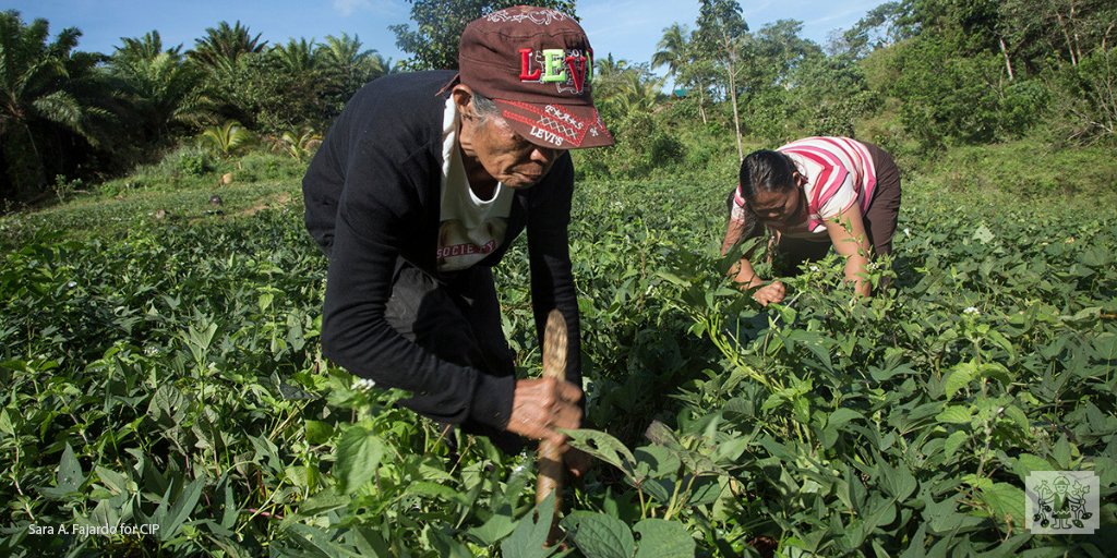 Cipotato's tweet photo. The #FoodStartPlus program works to enhance #FoodSecurity & climate #resilience among poor farming families in upland & coastal communities within the Asia-Pacific region.
https://t.co/R4eR6lAw7w
@IFAD @CIAT_ @RTB_CGIAR https://t.co/xy1bvVK4h1