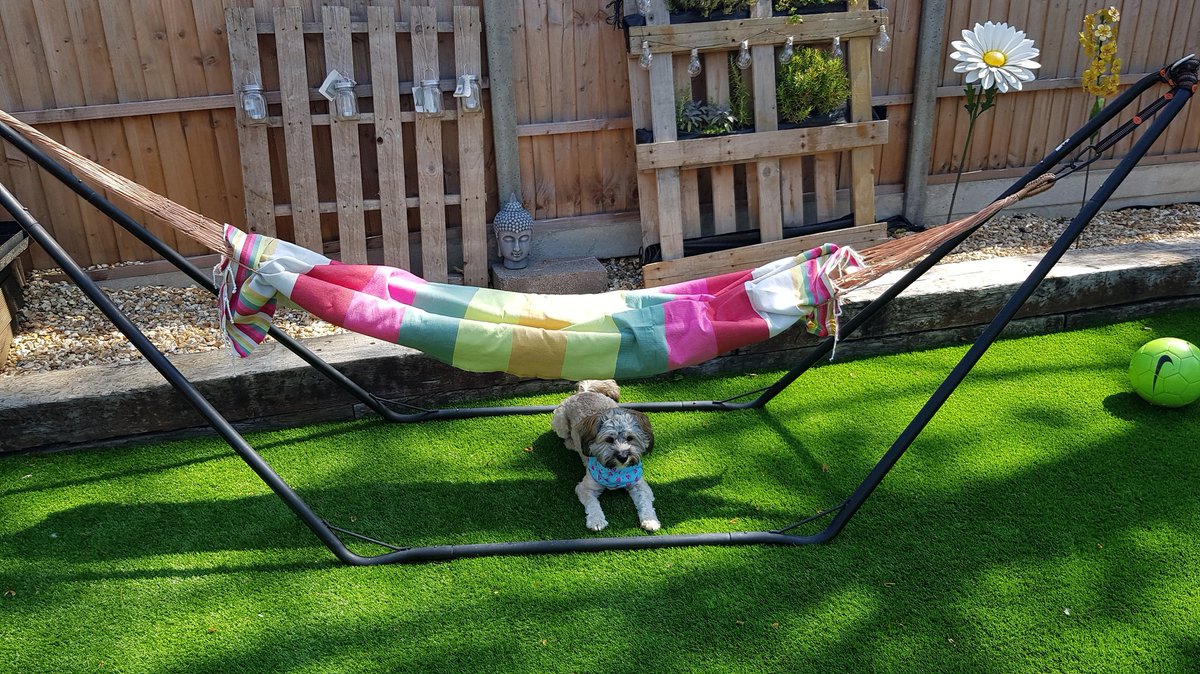 DeeMcGettrick's tweet photo. It's #NationalDogDay today, our marketing exec Amy has assured us our #officepuppy Buffy is living her best life on this beautiful #bankholiday, with her cool bandana and a puppy beer 😍😂
.
#heatwaveuk #keepyourdogscool #InternationalDogDay #heatwaveuk #officedog @woofandbrew https://t.co/XfZR2kdGqP
