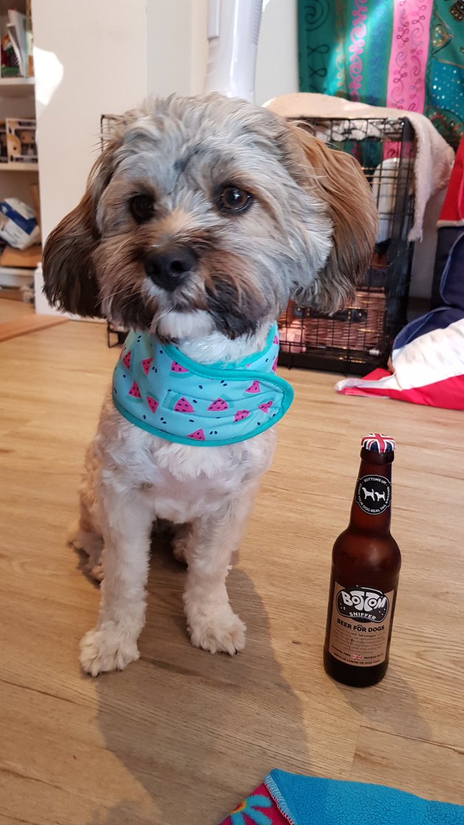 DeeMcGettrick's tweet photo. It's #NationalDogDay today, our marketing exec Amy has assured us our #officepuppy Buffy is living her best life on this beautiful #bankholiday, with her cool bandana and a puppy beer 😍😂
.
#heatwaveuk #keepyourdogscool #InternationalDogDay #heatwaveuk #officedog @woofandbrew https://t.co/XfZR2kdGqP