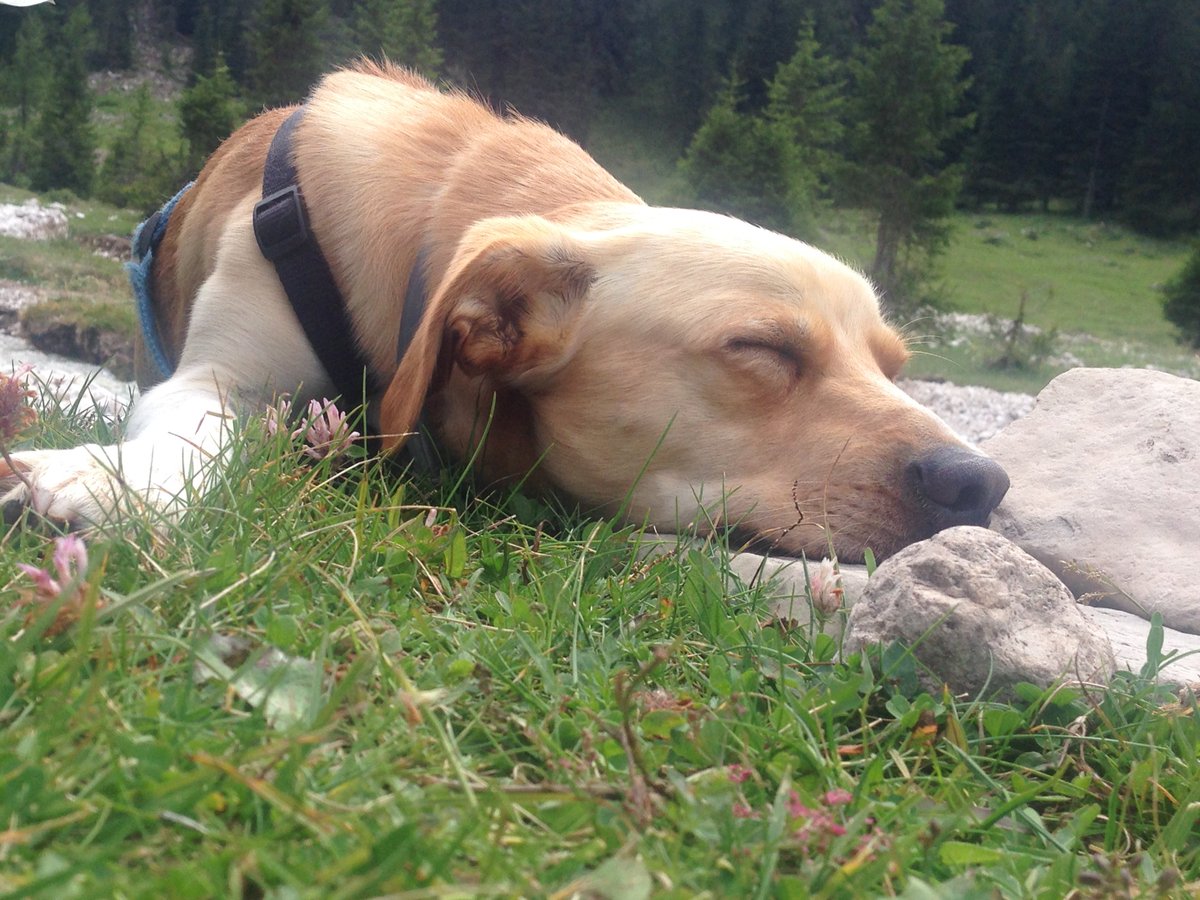 stetaverna's tweet photo. Artùamoremio!!!! #giornatamondialedelcane 🐶🐾💕 https://t.co/23DDXOYqwV