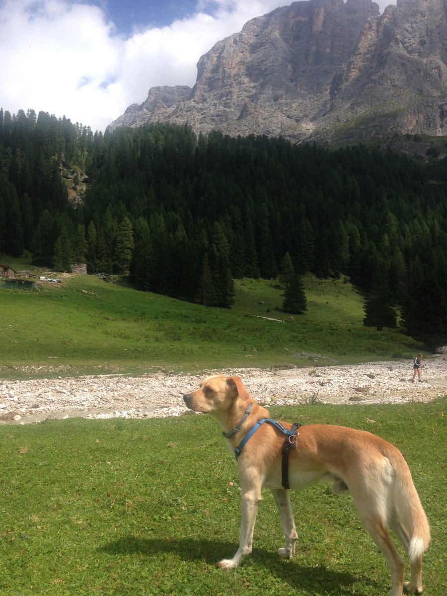 stetaverna's tweet photo. Artùamoremio!!!! #giornatamondialedelcane 🐶🐾💕 https://t.co/23DDXOYqwV