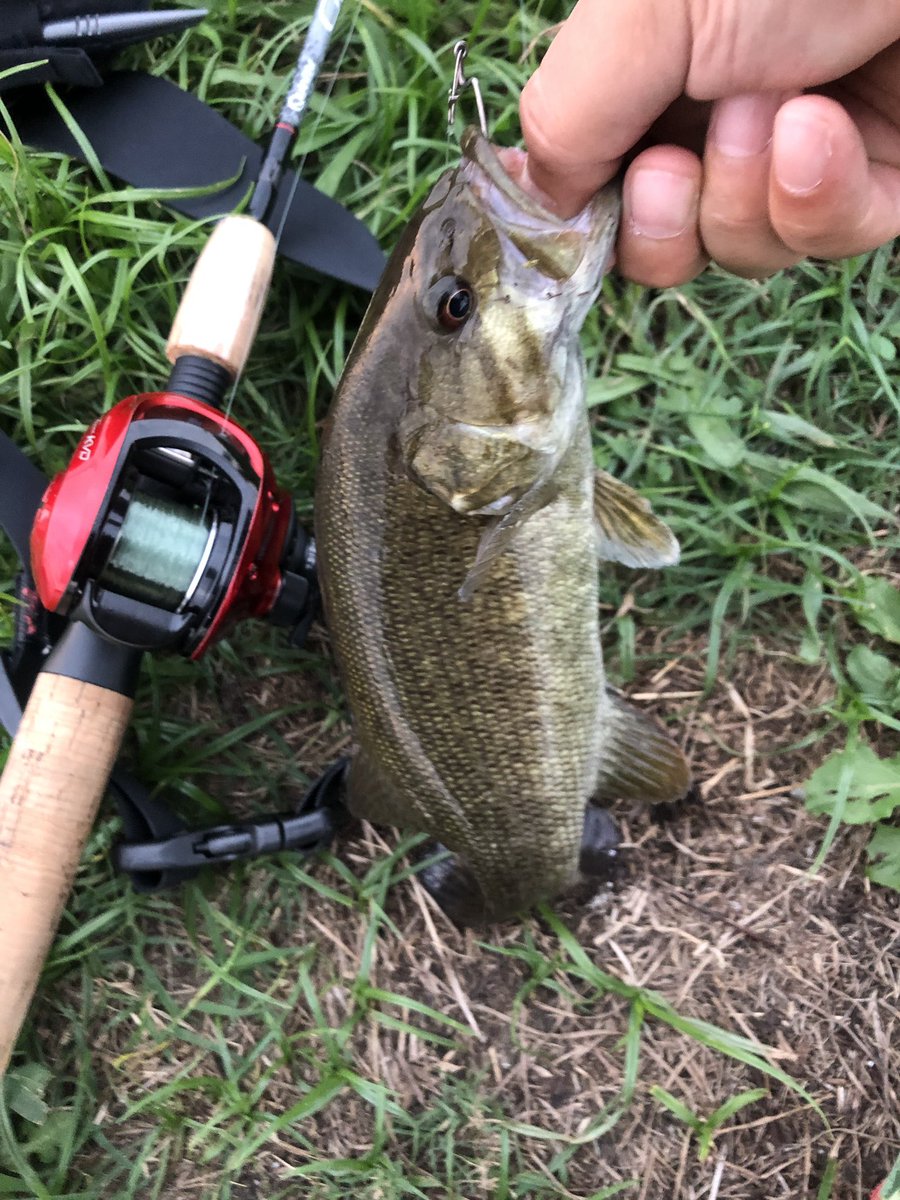 RoadGames's tweet photo. 今日は誕生日休暇を貰ってるので、例によって、夕方小一時間ホームに行ってきた🎣ヤムセンコー4インチ。何時もの色🐛オフセットフックはバーブレス。
釣れてくれました🐟バス君ありがとう😊 #Yum #Dinger #Quantum #Graphex #TeamKVD #KVD https://t.co/iUMKnbwuvl