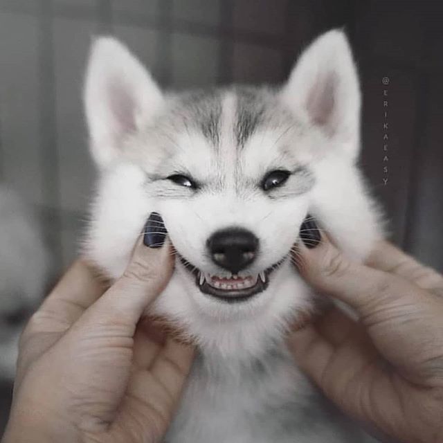 When the Boss came home to the good boi!

@thewolfandthecrows 
@gameofthrones 
#ghost 
#jonsnow 
#jon 
#kingbeyondthewall 
#stark 
#housestark ift.tt/2MDQaEV