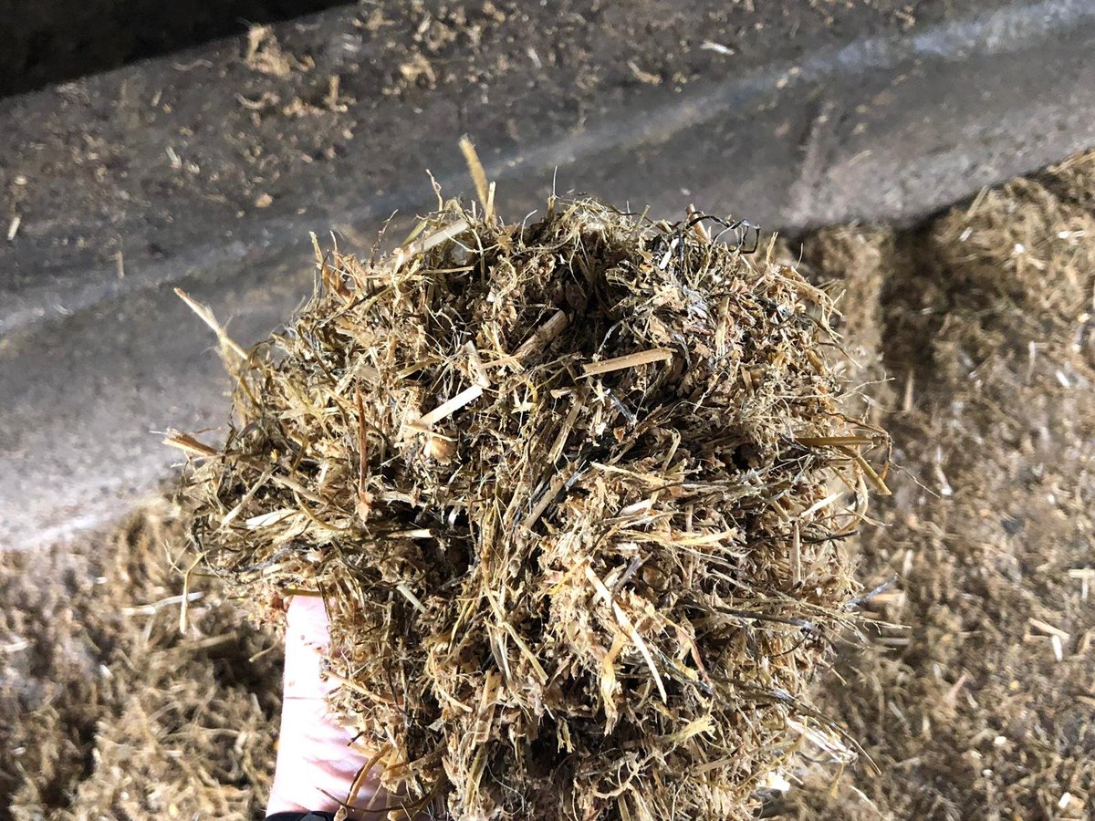 specialistnutri's tweet photo. Friesan bulls being fed brewers grains grass silage straw meal. Bulls have averaged 1.95kgs per day since being housed at the end of July. Diet formulated by specialist nutrition. Call Nigel on 087 093 8170 for more details
#UnlockYourFarmPotential #friesanbulls https://t.co/d0ya0QkQkp
