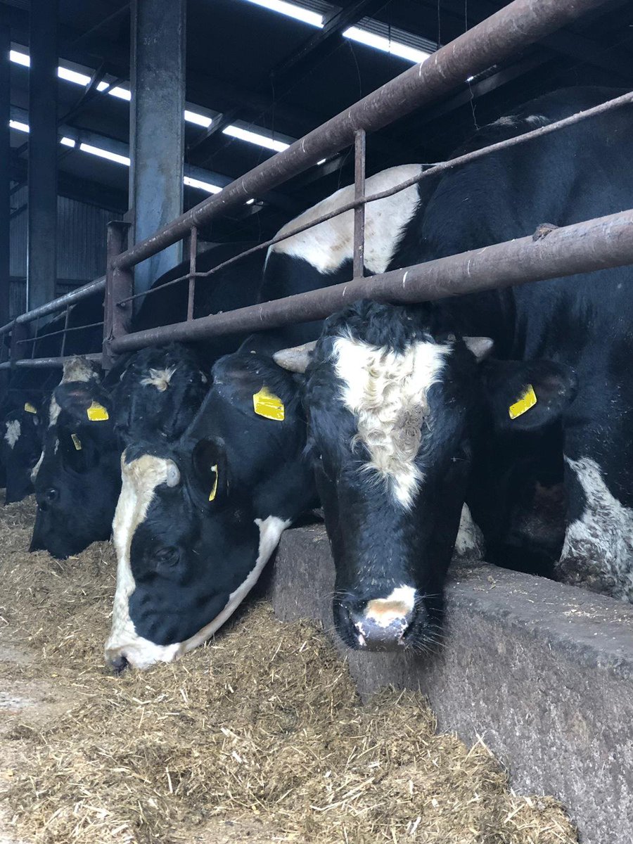 specialistnutri's tweet photo. Friesan bulls being fed brewers grains grass silage straw meal. Bulls have averaged 1.95kgs per day since being housed at the end of July. Diet formulated by specialist nutrition. Call Nigel on 087 093 8170 for more details
#UnlockYourFarmPotential #friesanbulls https://t.co/d0ya0QkQkp
