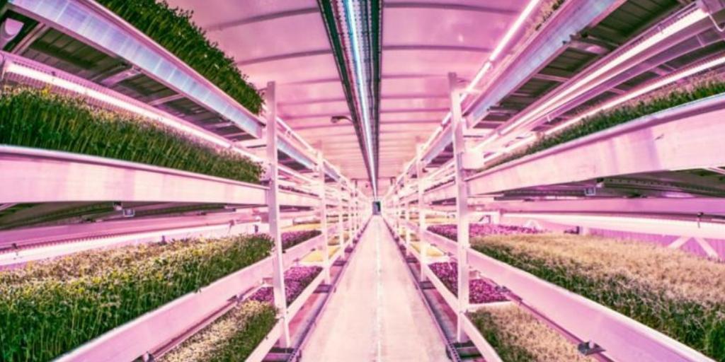 NFUtweets's tweet photo. #ICYMI last week @BBCBreakfast visited NFU member @GrownUnder as part of #BBCFarmingFocus to look at innovation and technology in food production. Catch up at https://t.co/zbyUUIPy4m https://t.co/JCnblUiARa