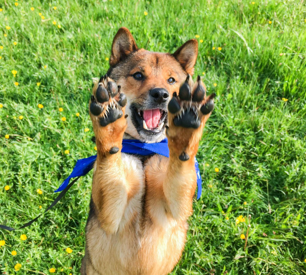 Metro_Bank's tweet photo. Happy #NationalDogDay everyone! Don't forget you've got until midnight tonight to tweet your best dog pics with #MBPuptography and be in for the chance to win your pup a prize. https://t.co/VRzBa2M1Ty #DogsRule๐ถ https://t.co/G024zUsN9K