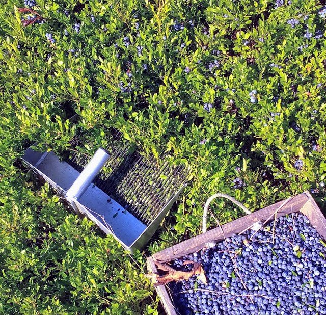 What is sweeter than those small and scrumptious Maine blueberries? Chocolate covered Maine blueberries!! Find a sample in our Taste of Maine Crate! 

#maineblueberries #cratefullofmaine #chocoatecovered #boxofmaine #summerinmaine #mainefood 

📸 <a href="/mofga/">MOFGA</a>