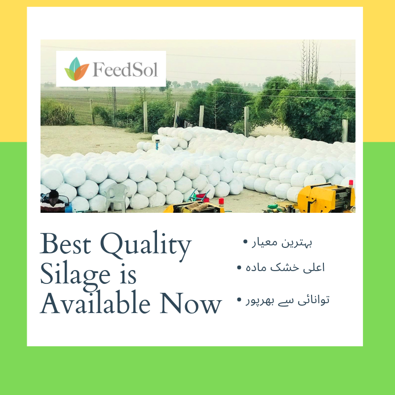 FeedSol's tweet photo. FeedSol quality Silage is available.
By seeing high demand, we are also offering special Discount to our loyal customers for 12 tonne &amp; above order.For further details do contact at: +92-309-2227271-77

#Silage #Quality #HighDemand #Discount https://t.co/AvL6ht8SVW
