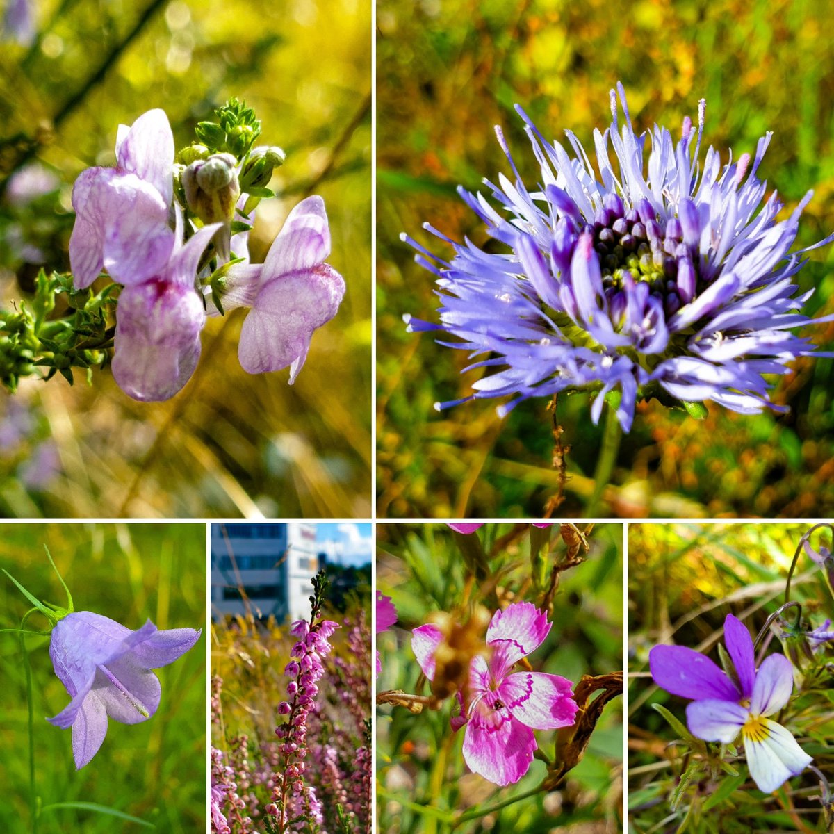 VastraSicklaon's tweet photo. Hotade naturen på #Bageriberget mellan #Danviksklippan &amp; #Saltsjöqvarn i Danvikstull älskar färgen lila just nu.

#natur #blommor #ljung #blåmunk #strimsporre #luktviol #blåklocka #visitstockholm #stockholm #nacka https://t.co/8MYgJ4xTnB