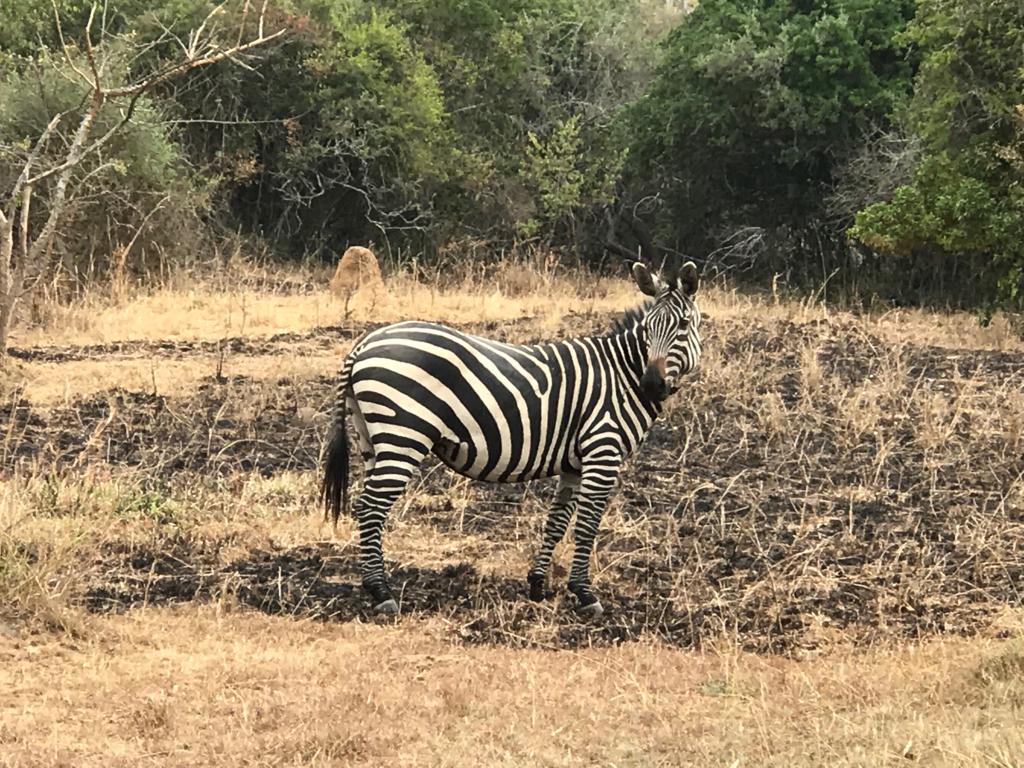 TheTribeUK's tweet photo. Check out some of the #rwandaful animals we saw on #safari @AkageraPark #tribesummer19 #tripofalifetime #unitedsynagogue https://t.co/1Ijs6wW8cN