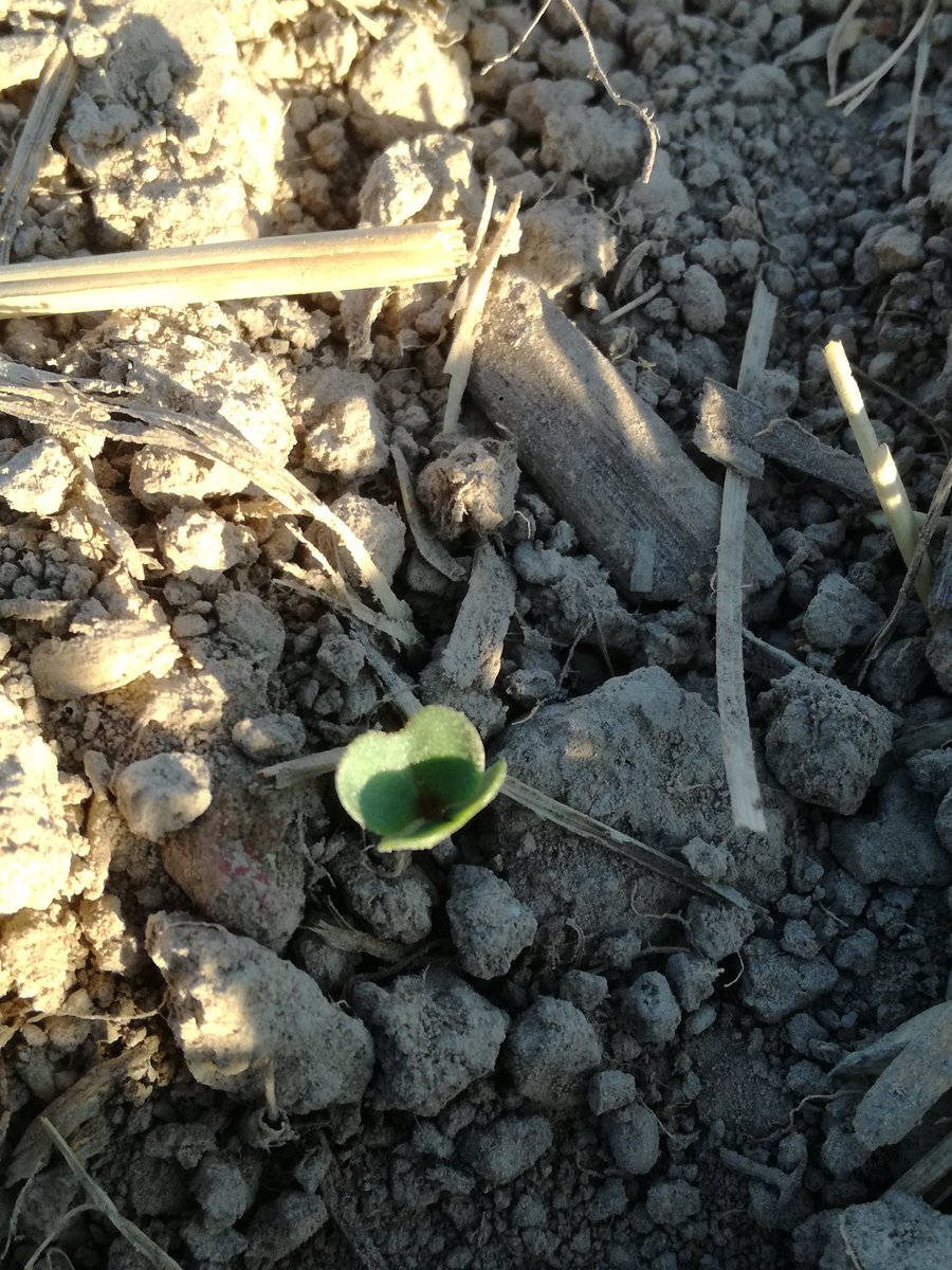 Veaulin1's tweet photo. #MondayMotivation 
Comme ce joli petit colza qui vient de voir le jour !

🌱🌱🌱🌱🌱🌱🌱🌱🌱🌱🌱🌱

 bonne semaine à tous !

#fragtw #agriculture #sillon #colza https://t.co/tA3TP6egwl