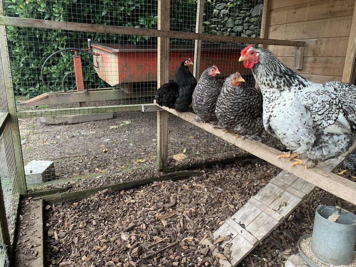 Patiently waiting to be let out. 
#holkerhall #lakedistrict #cumbria #chickens