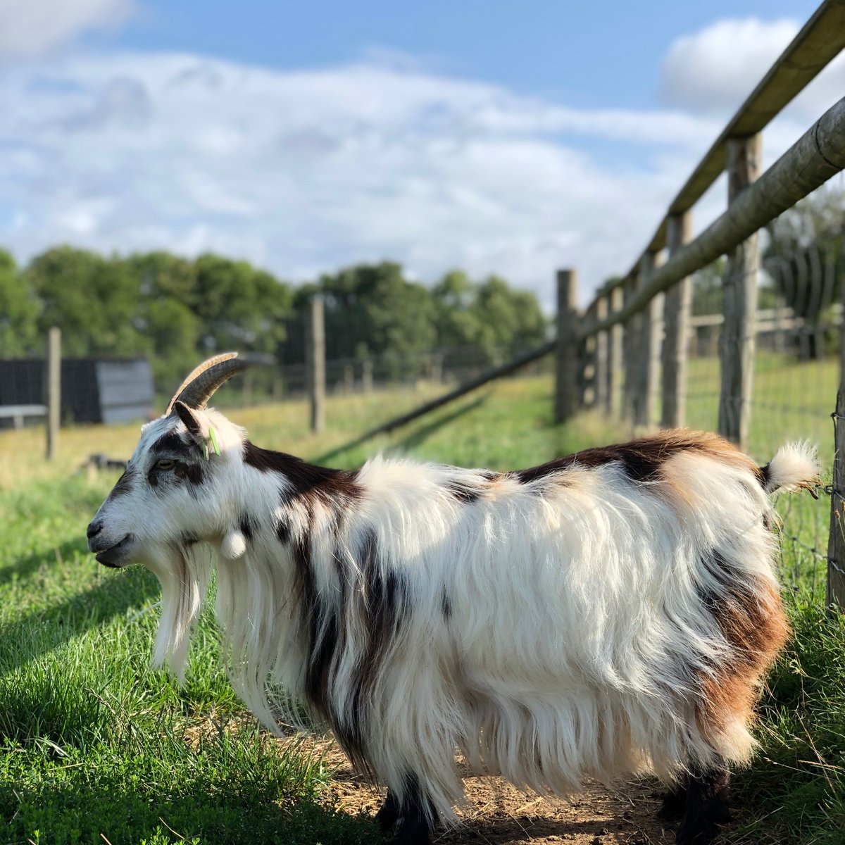 BockettsFarm's tweet photo. Happy bank holiday Monday ππ
#lovegoats #goats #smile #smiley #goat #cute #instagoat #goatsofinsta #pygmygoat #bankholiday #happybankholiday #sunshine #happydays #summer https://t.co/ZBEqd61lZ2