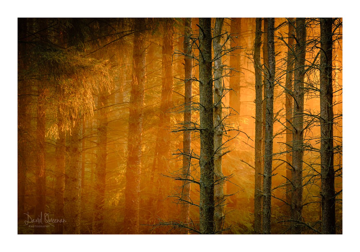 FOREST FIRE: Early morning sun lighting up some misty woodland at Beecraigs Country Park yesterday. #WexMondays #fsprintmonday @FujifilmX_UK <a href="/WestVisit/">VisitWestLothian</a> <a href="/ScottishField/">Scottish Field</a> <a href="/ScotsMagazine/">ScotsMagazine</a> #appicoftheweek <a href="/SocietyScottish/">Society of Scottish Landscape Photographers</a> <a href="/sastal01/">Scotland As Seen Through A Lens (SASTAL)</a> @FujifilmX_UK <a href="/OPOTY/">Outdoor Photography</a> #appicoftheweek @3LeggedThing