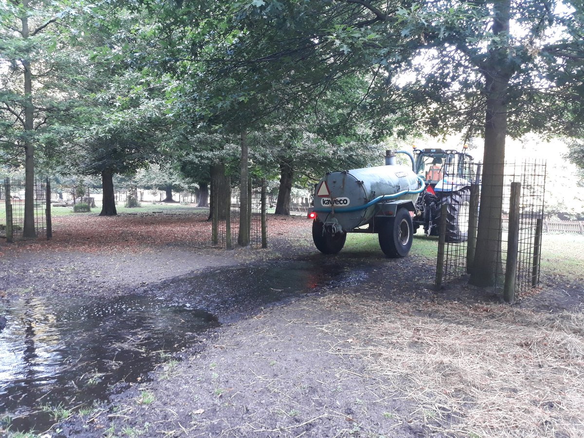 Edel- en damherten op de #Koekamp krijgen water in een modderpoel nu er weer een hete dag voor de boeg staat. #hitte