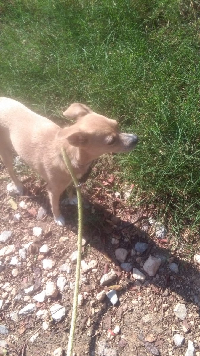 No tengo muchos seguidores,pero ninette es mi terapia para superar la pérdida dei hijo por leucemia.se ha escapado de resid.canina la sentiu.en gava.AYUDADME A DIFUNDIR.gracias