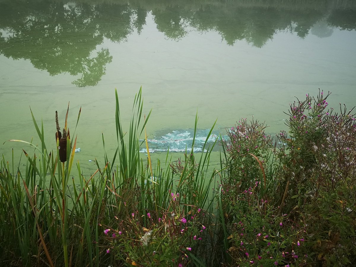 GREEN BLUE ALGAE APPEARS ON LAKE OVER NIGHT AT WYCHWOOD GOLF COURSE IN CREWE , WE ARE GETTING THE SWANS REMOVED IMMEDIATELY...... SOME ONE IS RINGING RSPCA... #CHESHIRE https://t.co/19ySu1lGIx