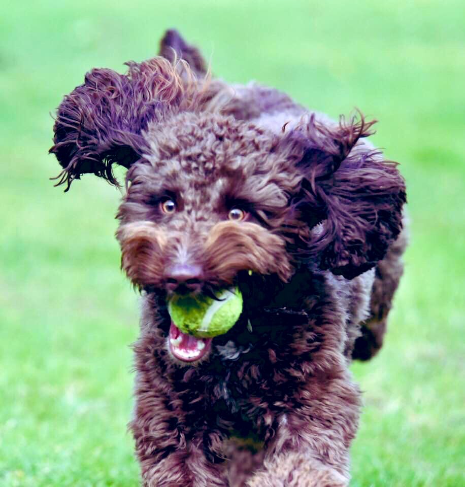 emshunnie's tweet image. #feelingthankful and as I prepare to return to work. My job allows me to learn, be challenged and impactful while also balanced, working from home or taking time with the family to  celebrate GCSEs and puppy time! #PwCvalues #empowered #intelligentdigital