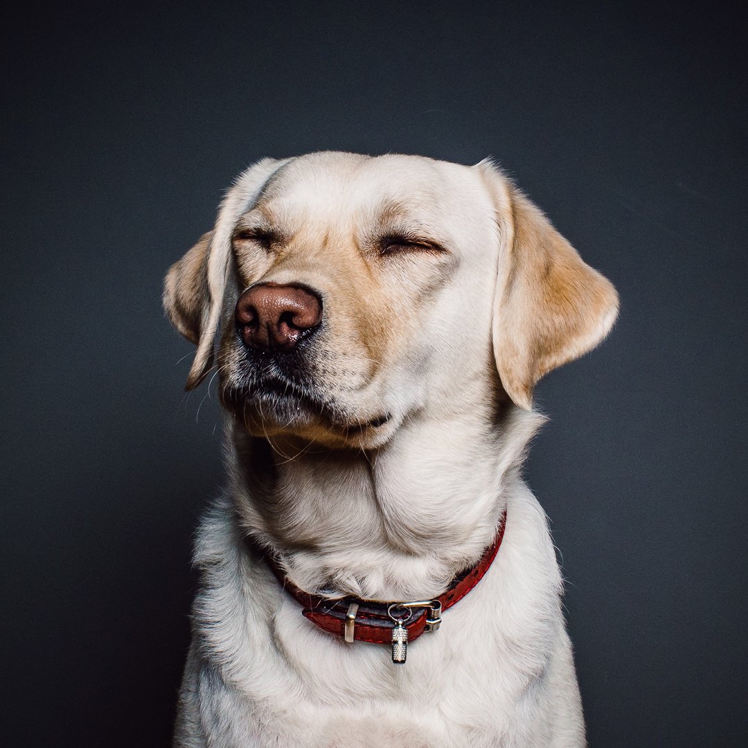 It's National Dog Day! Show your beautiful pooches some extra love today! 🐶💖
#NationalDogDay #BestFriend #EclipseBlinds