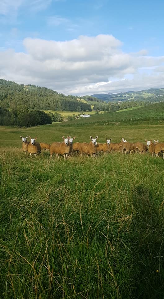 davidsonsfeeds's tweet photo. Wishing our customers at Philiphaugh Farm the best of luck with their Cheviot Mule, Texel X and Suffolk X ewe lambs for Longtown Auction Mart's sale tomorrow! #topnutrition https://t.co/x7dbQGQ3Ge