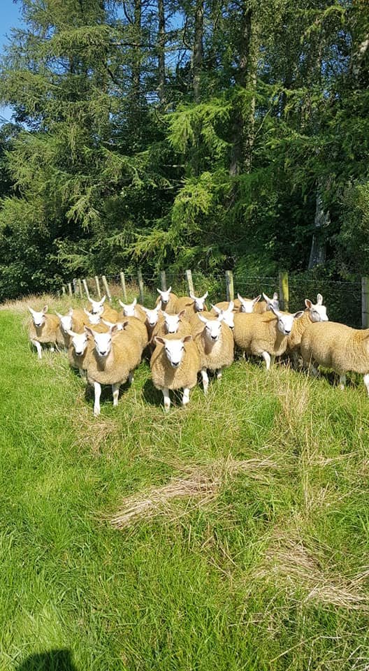 davidsonsfeeds's tweet photo. Wishing our customers at Philiphaugh Farm the best of luck with their Cheviot Mule, Texel X and Suffolk X ewe lambs for Longtown Auction Mart's sale tomorrow! #topnutrition https://t.co/x7dbQGQ3Ge