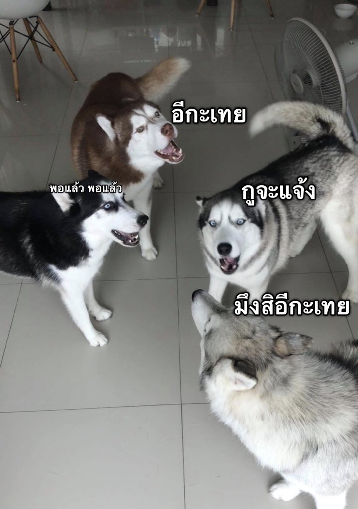 bangkawaii's tweet photo. 😂😂 แปลภาษาหมา เห็นมันคุยๆกัน เลยแปลเองดู https://t.co/M5bRDJ9NAm