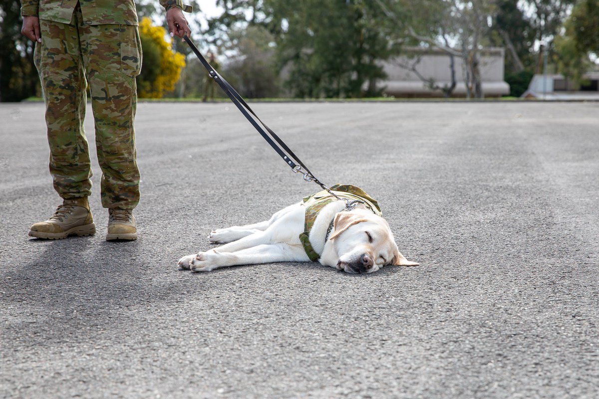 AustralianArmy's tweet photo. Today on #InternationalDogDay we celebrate all of our dogs who serve in our #AusArmy. 🐶🐕

We love our military working dogs, and the many dog mascots our units have. 

We hope you love them as much as #OurPeople do! https://t.co/pkxKvvk7Dm