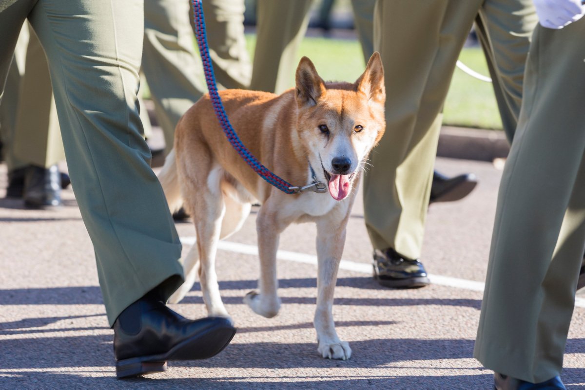 AustralianArmy's tweet photo. Today on #InternationalDogDay we celebrate all of our dogs who serve in our #AusArmy. 🐶🐕

We love our military working dogs, and the many dog mascots our units have. 

We hope you love them as much as #OurPeople do! https://t.co/pkxKvvk7Dm