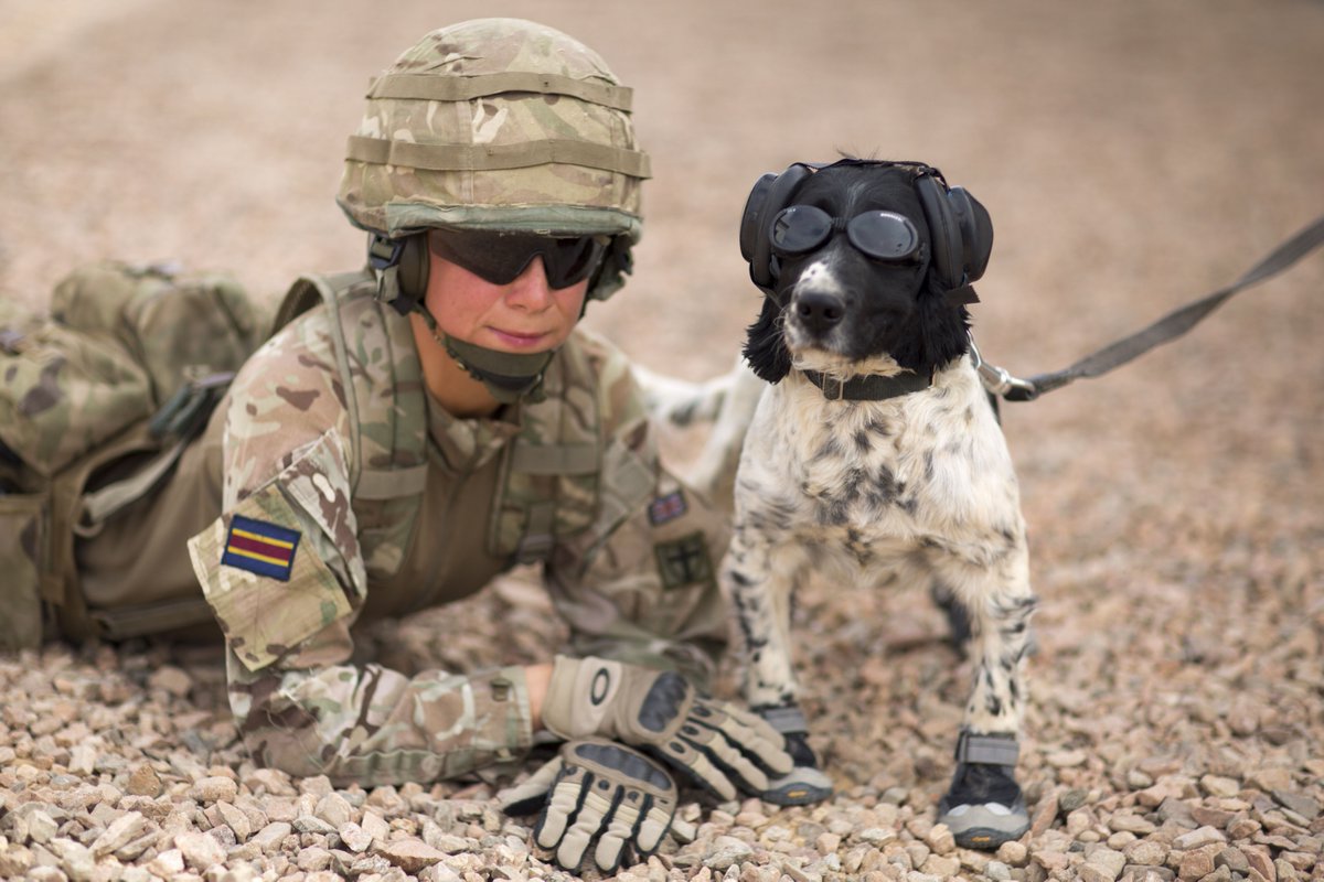 Let's celebrate and recognise the work of our military working dogs today on #NationalDogDay

Well-trained, brave and awesome team players, these four-legged soldiers play a vital role in keeping our people safe and protecting the nation. #BestFriends 🐕🎉
