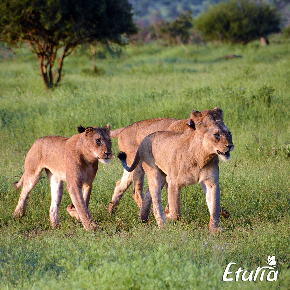 Eturia's tweet photo. South Africa is a gem you should consider adding on your bucketlist straight away.

#southafrica https://t.co/BtfgFZVD0A