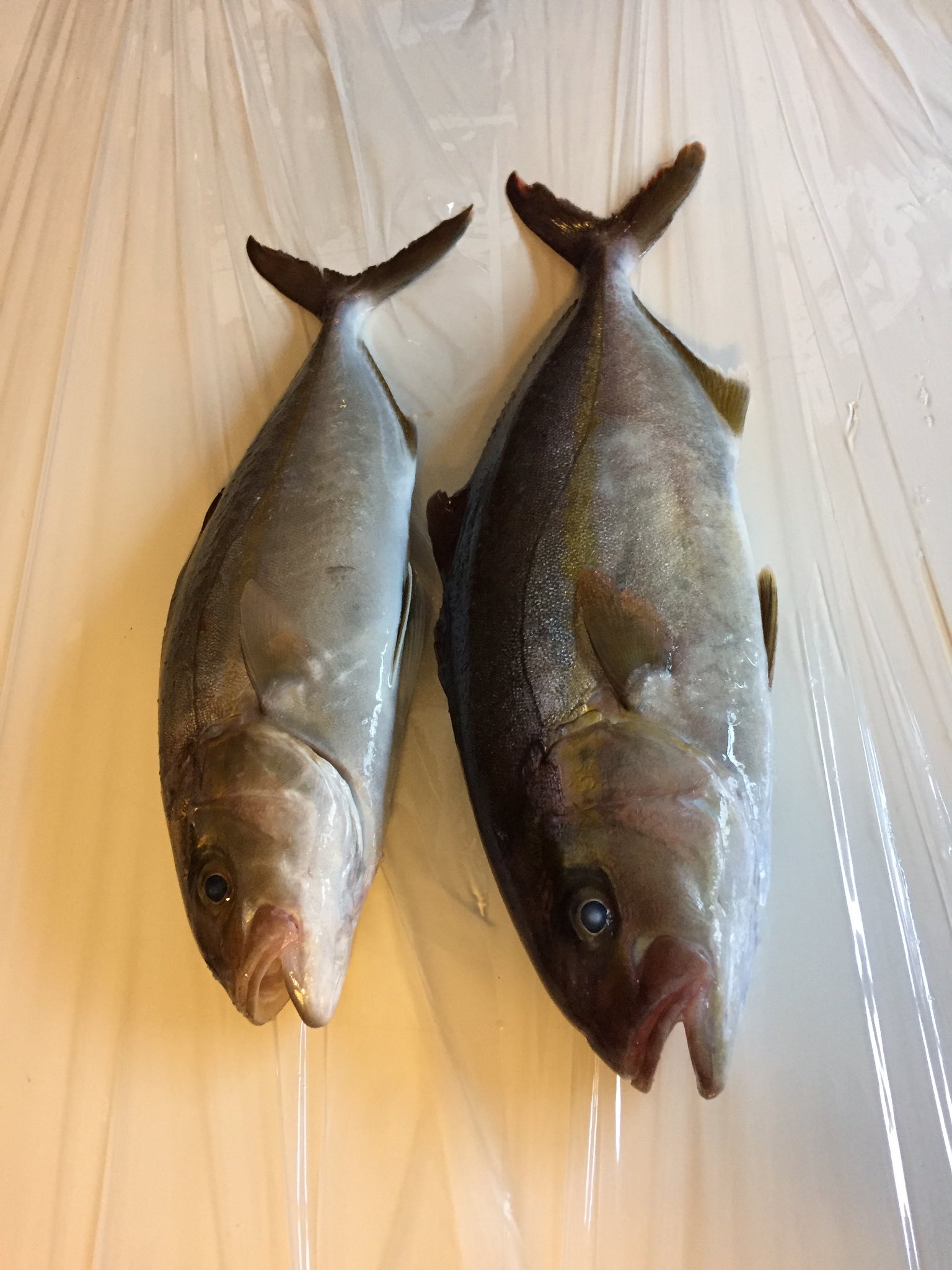 Marrongaku 昨日の晩御飯 昨日はシマアジ2匹にイサキ沢山釣ったから 刺身でまずは一杯 シマアジ は 滑らかな舌触りで甘く 脂のって絶品の極みだった 市場価格キロ5千円に納得である T Co E4zb7wb3zv Twitter