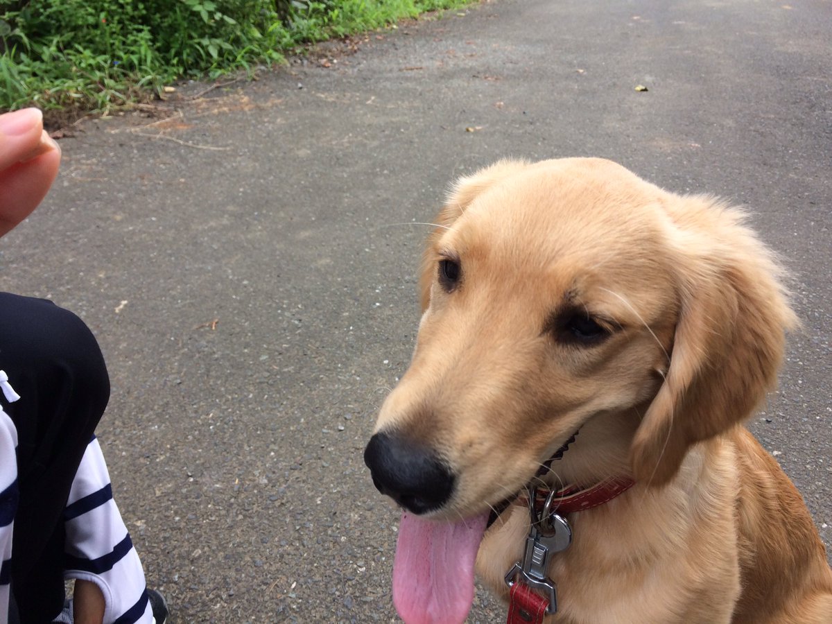 歩かない犬に困って抱っこして連れて帰っていた 犬が苦手な友人 と 抱っこが嬉しくて歩かなかった ゴールデンレトリバー 成犬 のほのぼのすれ違い Togetter