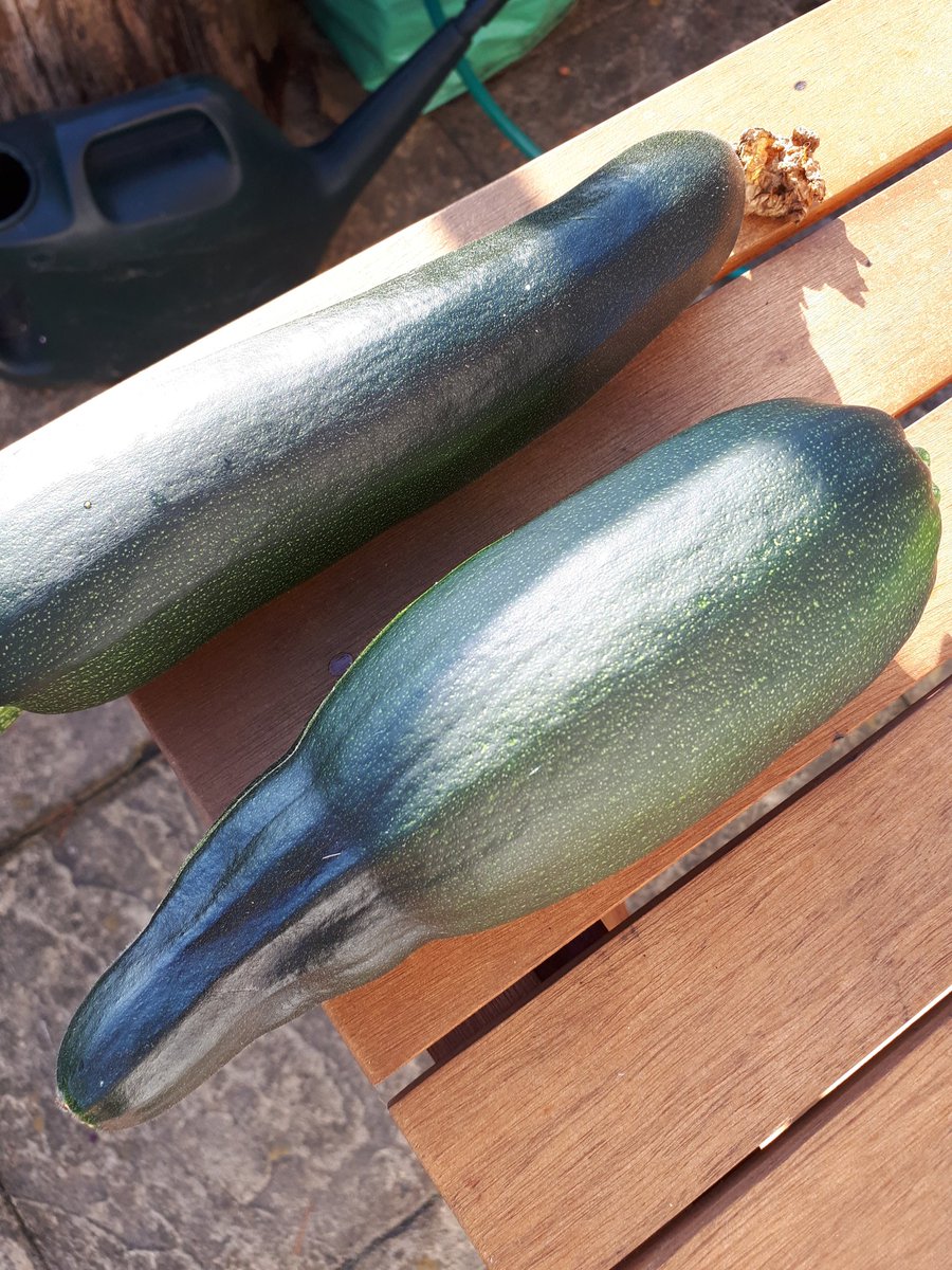 Daniel Whitby MDANT tweet media