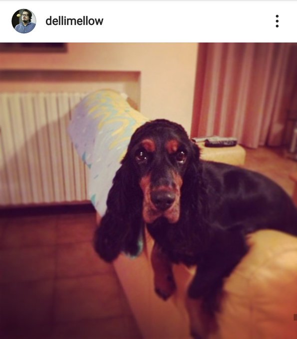 Ciao Laika, spero che nel paradiso dei cani si stia bene, non ci credo, ma &egrave; bella l'idea che un giorno<a href="/tag/giornatamondialedelcane"class="tags"><span>#giornatamondialedelcane</span></a>