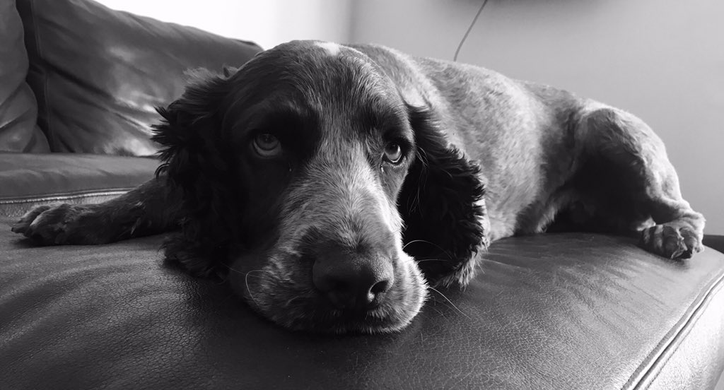 JennyYoung1985's tweet photo. Happy National Dog Day! https://t.co/cRswypyZx5
