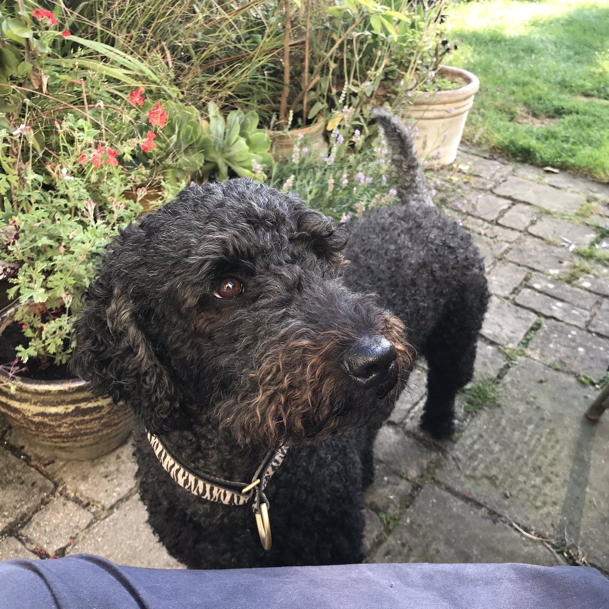 TinsmithsHouse's tweet photo. #InternationalDogDay Tinsmith’s House resident bitches!! https://t.co/kkmWQcmbZd