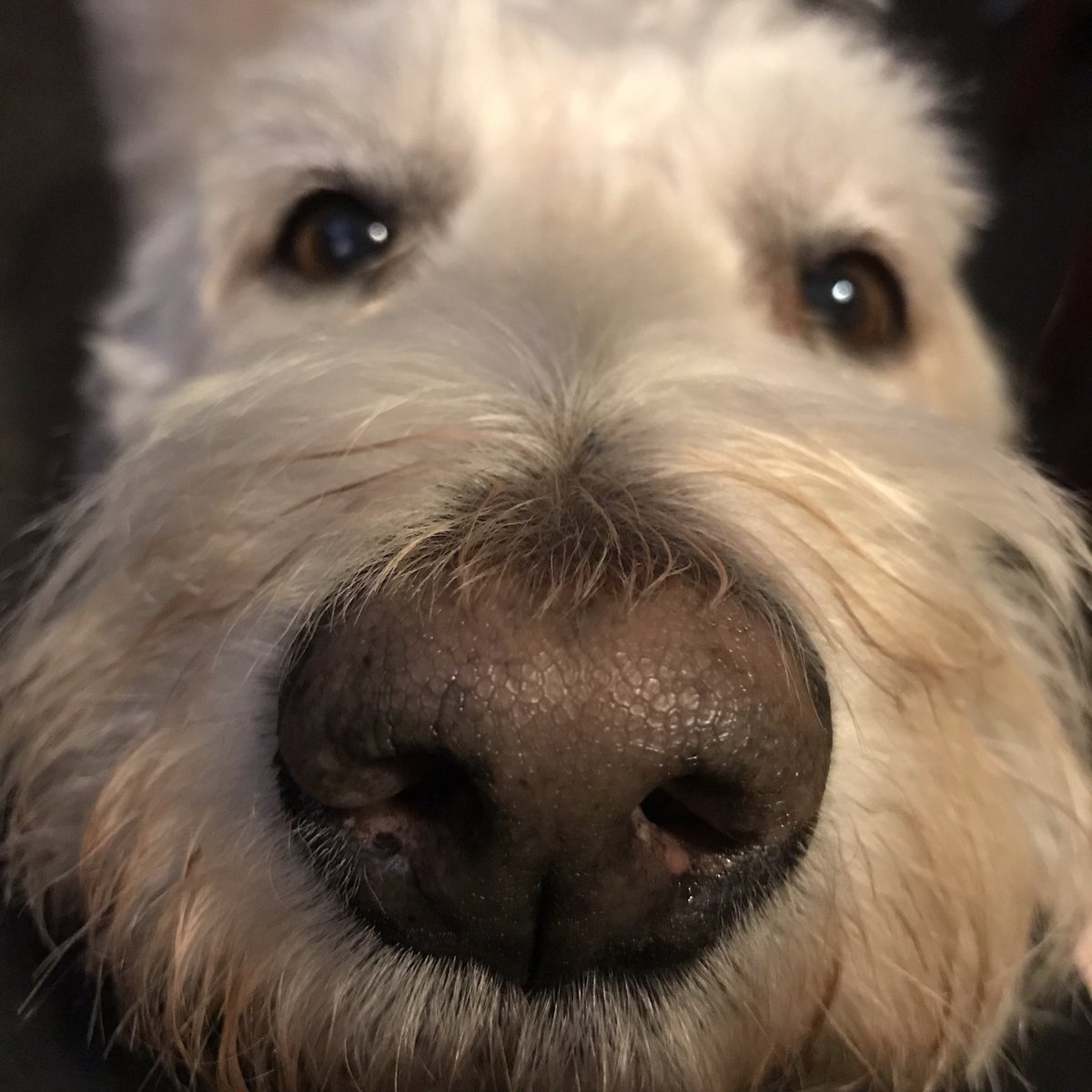 TinsmithsHouse's tweet photo. #InternationalDogDay Tinsmith’s House resident bitches!! https://t.co/kkmWQcmbZd