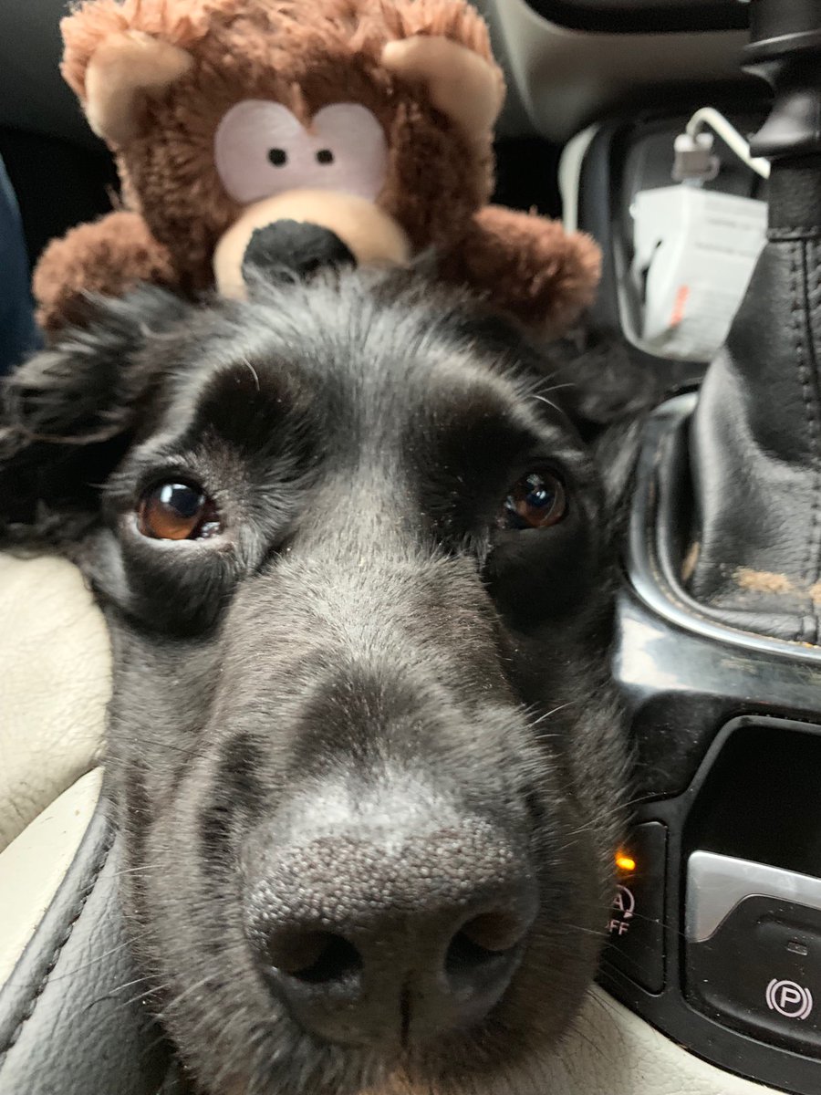 fergstack's tweet image. #HappyInternationalDogDay 🐾 Indy