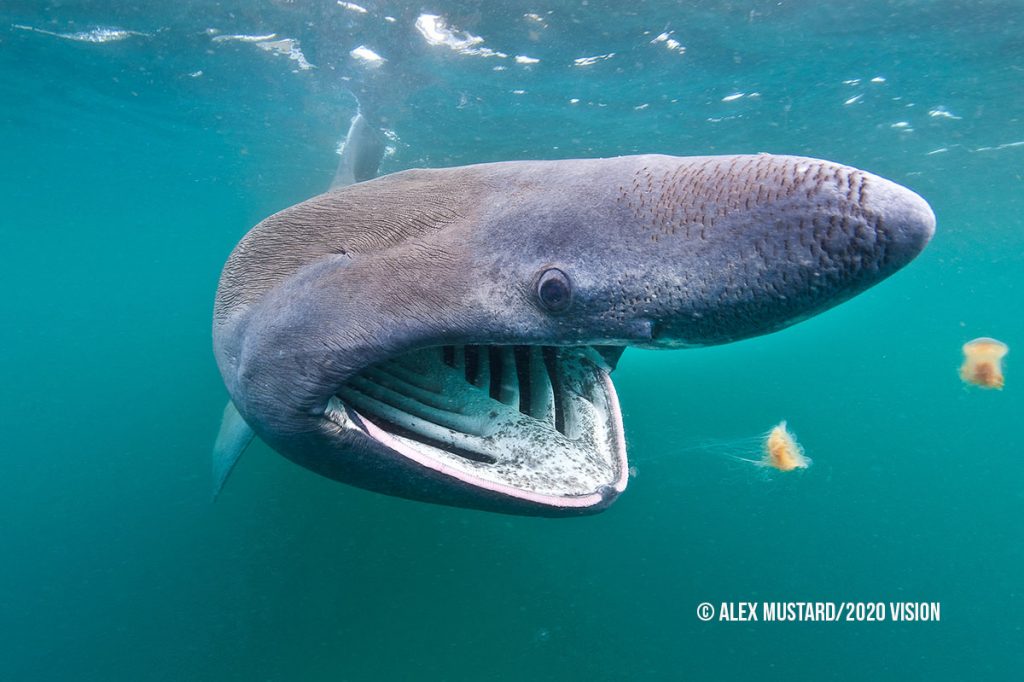 SaveScotsSeas's tweet photo. Scotland’s seas need your help! Only 5 days left to let the Scottish Government know you support marine protected areas for some of our most amazing sea life! Act now: https://t.co/zKAA8tQIya
#SupportMPAs #SeasOorFuture https://t.co/rWVbMOHwXc