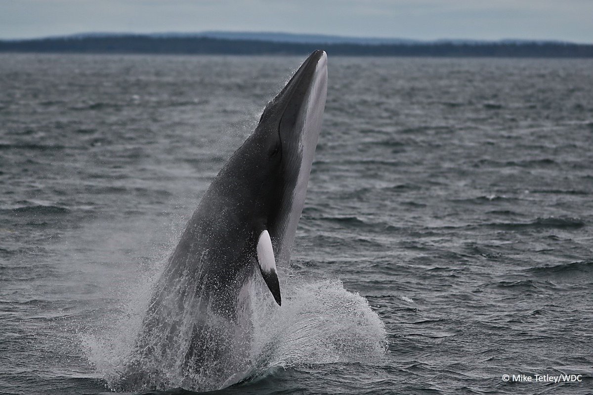 SaveScotsSeas's tweet photo. Scotland’s seas need your help! Only 5 days left to let the Scottish Government know you support marine protected areas for some of our most amazing sea life! Act now: https://t.co/zKAA8tQIya
#SupportMPAs #SeasOorFuture https://t.co/rWVbMOHwXc