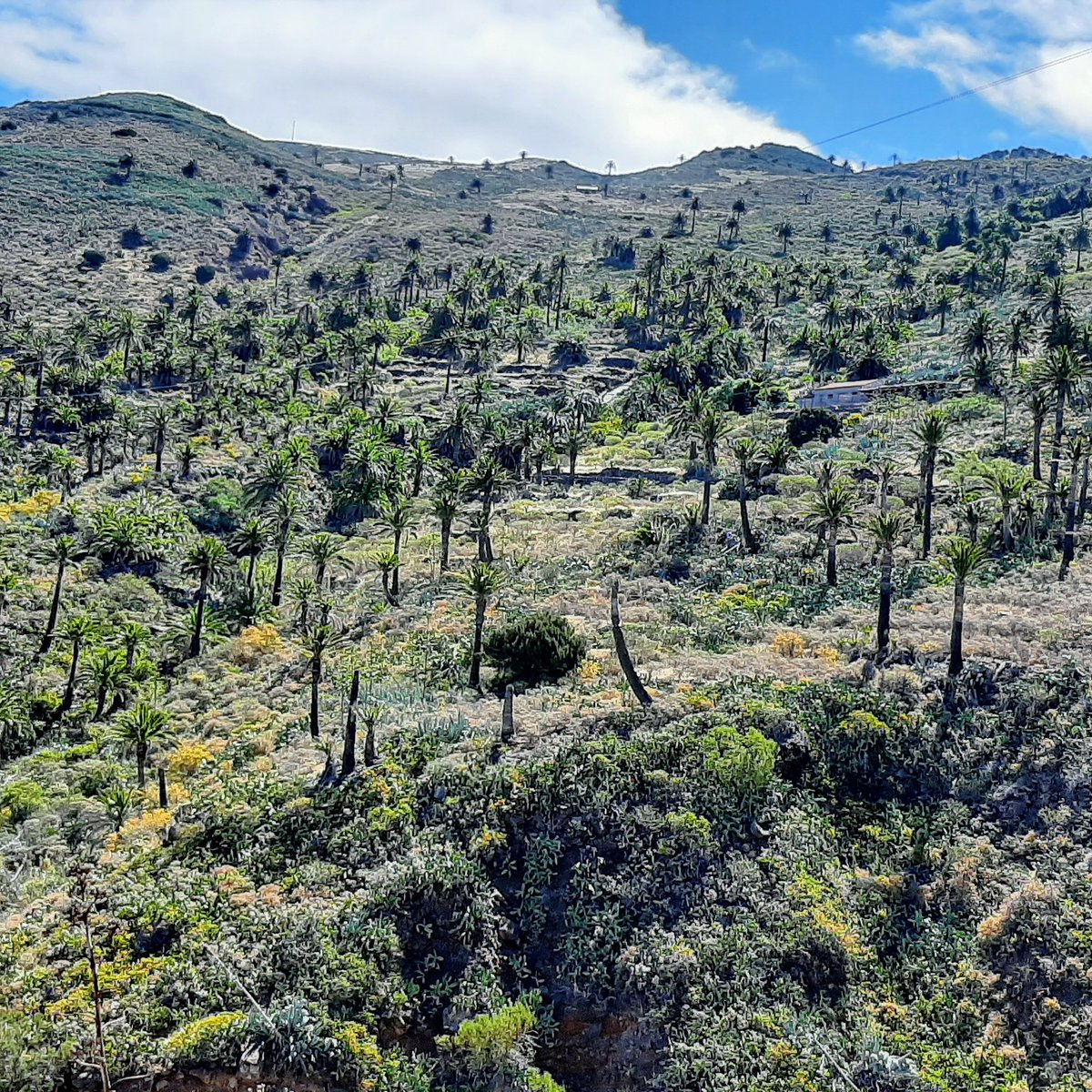 elmasape1's tweet photo. En Alojera nacimos y aprendimos el valor de lo nuestro. 
Estas montañas nos recuerdan el esfuerzo de nuestros mayores para aprovechar todo lo que la tierra les daba. Un legado que cuidaremos 
  #alojera #palm 
@alimentosdelagomera @elaboradoaqui https://t.co/w8K3WQ3zwH