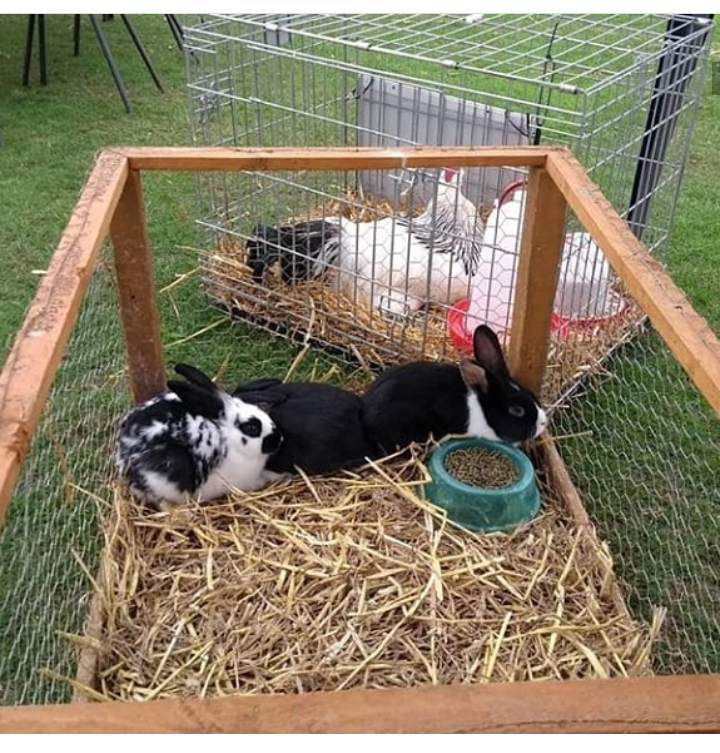 EssendonDay's tweet photo. We have a horticulture show and dog show.
#essendonvillageday #essendonvillageday2019 #thingstodowithkidsinherts #hertfordshirekids #littleherts #hertslife #hertfordshiremums https://t.co/mtQxpmW1GC
