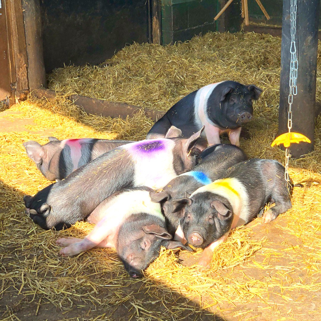 BockettsFarm's tweet photo. This is how our pigs like to enjoy their bank holiday Monday. 😂🐷 

#sunbathing #lazyday #itsapigslife #snooze #happyasapig #smile #sunseekers #sunchasers #happypigs https://t.co/BNzl0nBnLN