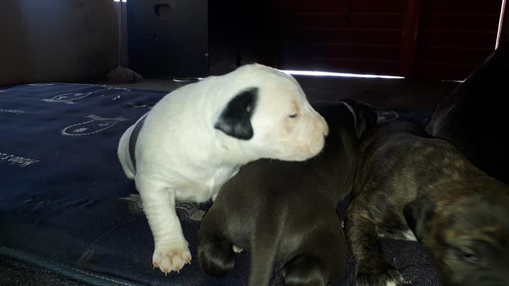 KopanoMaitisa's tweet photo. Bullterrier x Pitbull puppies available and ready for new owners.
Contact
067 757 8364
Like and Follow us on Facebook and Instagram
@ Pitbull paradise sa
#Uyajola99 #PicMixChallenge #cyrilramaphosa #JuliusMalema
#SouthAfrica #DateMyFamily https://t.co/u9qFSDWiZf