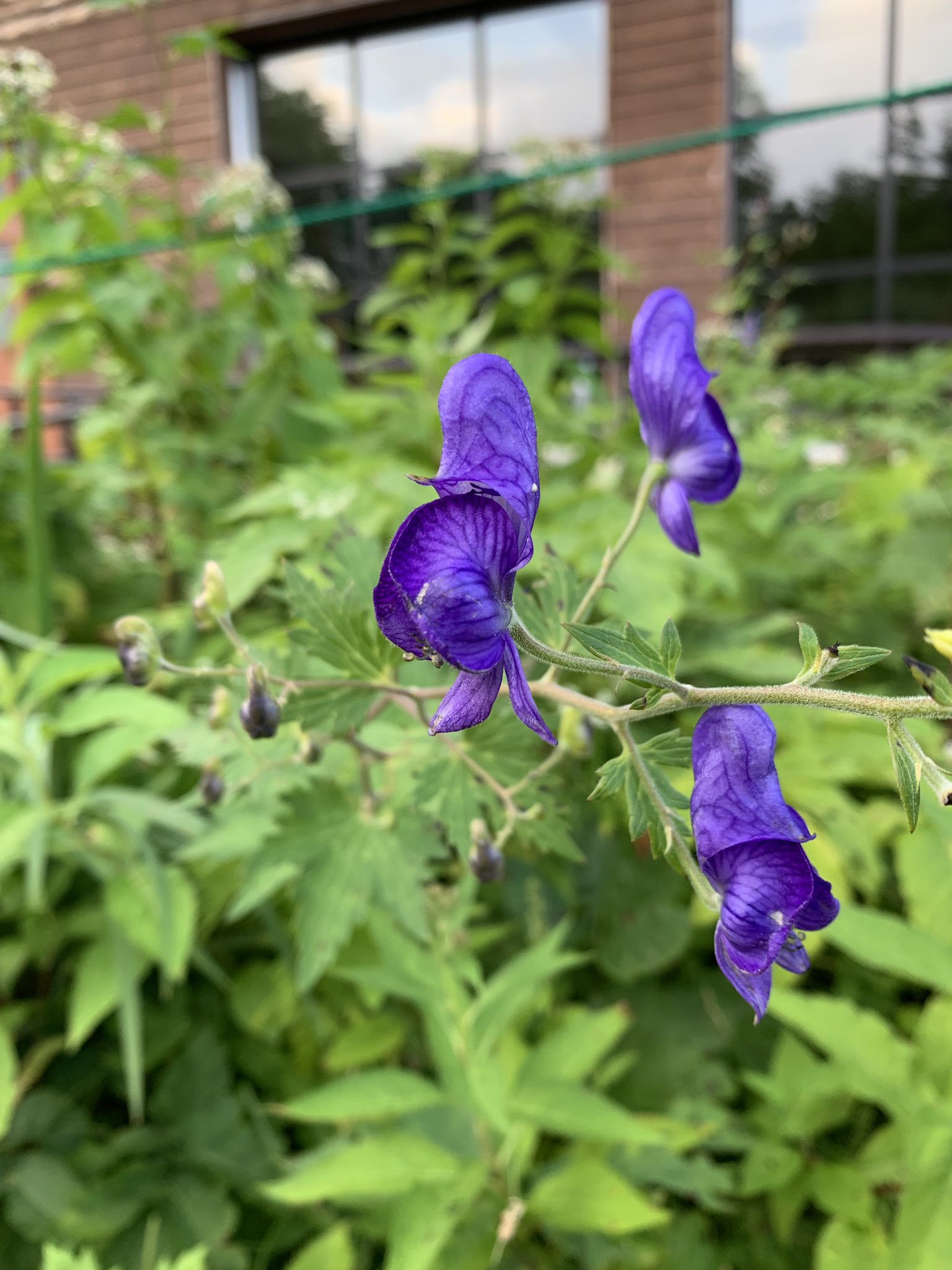 フォクシー爆弾 Twitter Search Twitter