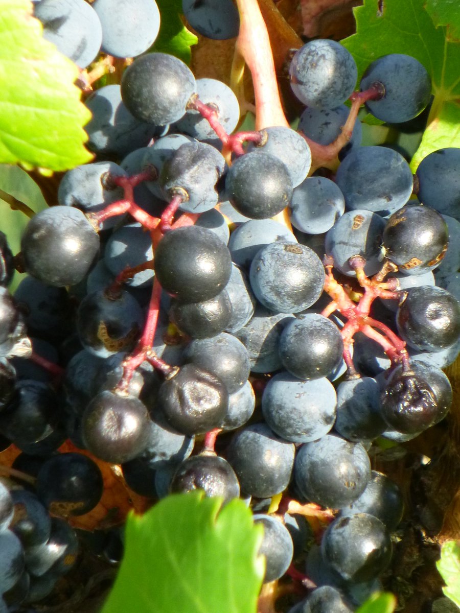 Venez nous rejoindre pour notre promenade guidée dans les vignes ce mercredi matin. C'est presque le temps des vendanges! Visite des vignes, cave, dégustation de vin et grillade, 12 € !!! #chateaugrandmoulin #vignes #oenotourisme #occitanie #vigneron #corbières