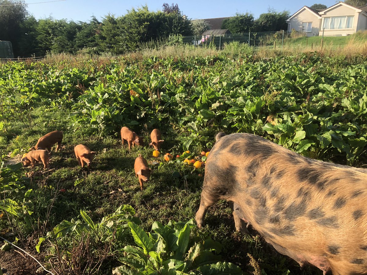 Beautiful morning at Winetavern Farm ❤️